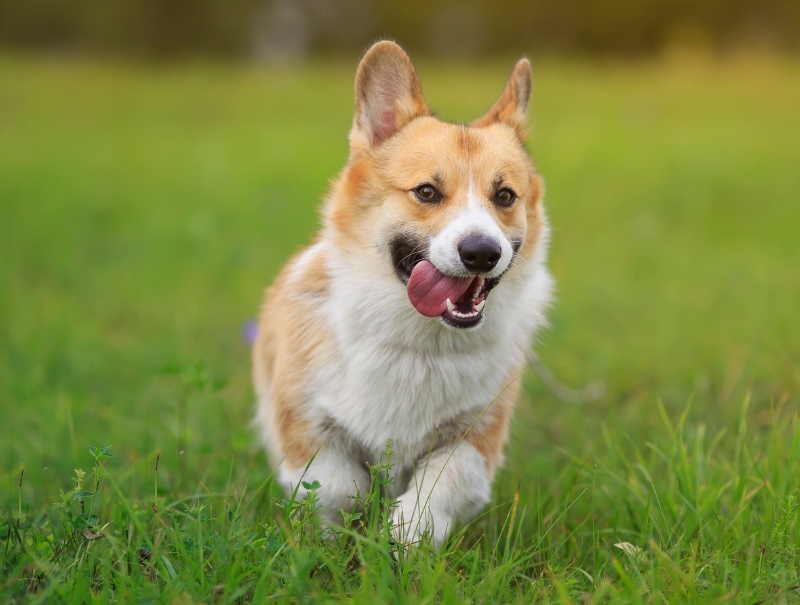 San Diego Pet Hospital