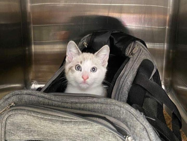 Preventive Care for Cats