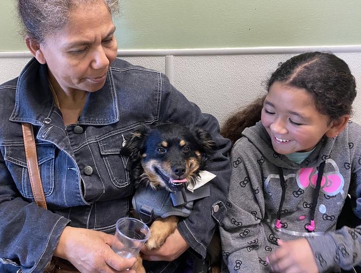 Pet Digital Radiology