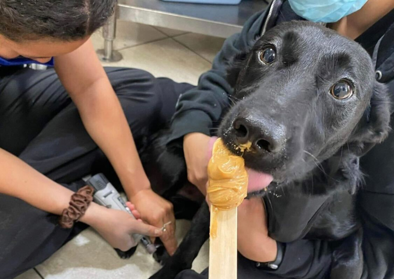 Carousel Slide 6: Veterinary Care in San Diego, California