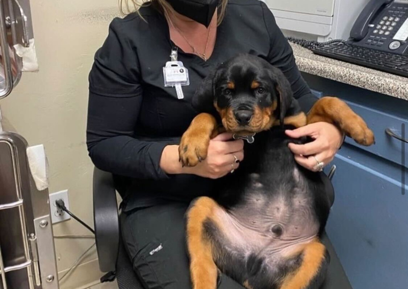 Carousel Slide 4: pet wellness exams san diego ca