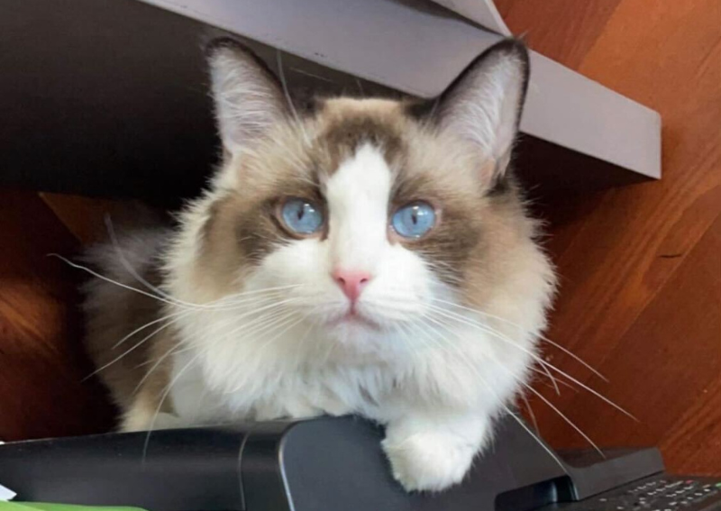 Carousel Slide 3: senior pet exams san diego